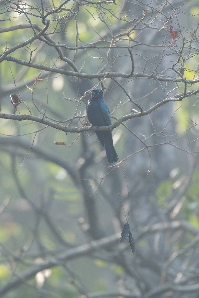 Lesser Racket-tailed Drongo - ML613415071