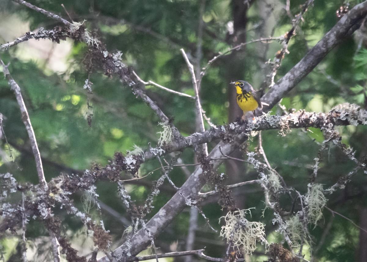 Canada Warbler - Logan Parker