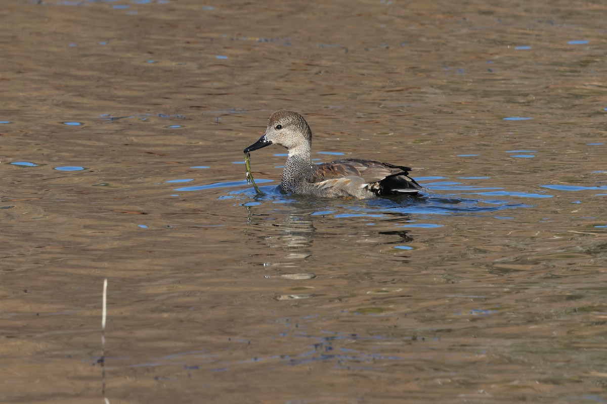 Gadwall - ML613415222