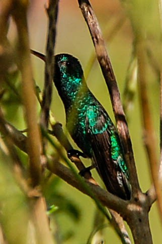 Red-billed Emerald - Steven Hall