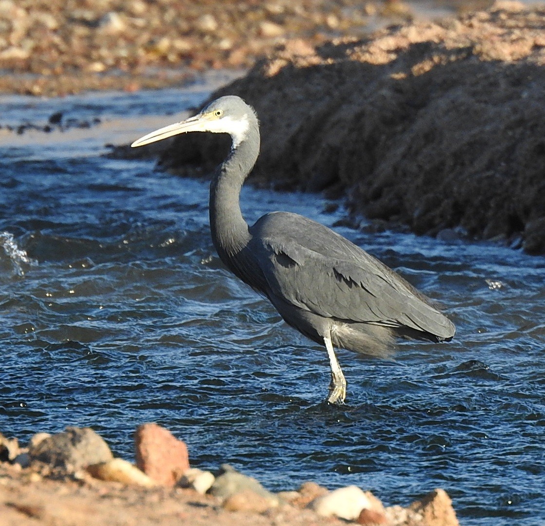 Little Egret - Lior Eshdat