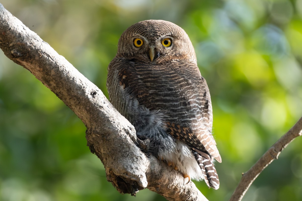 Jungle Owlet - Taukeer Alam Lodha