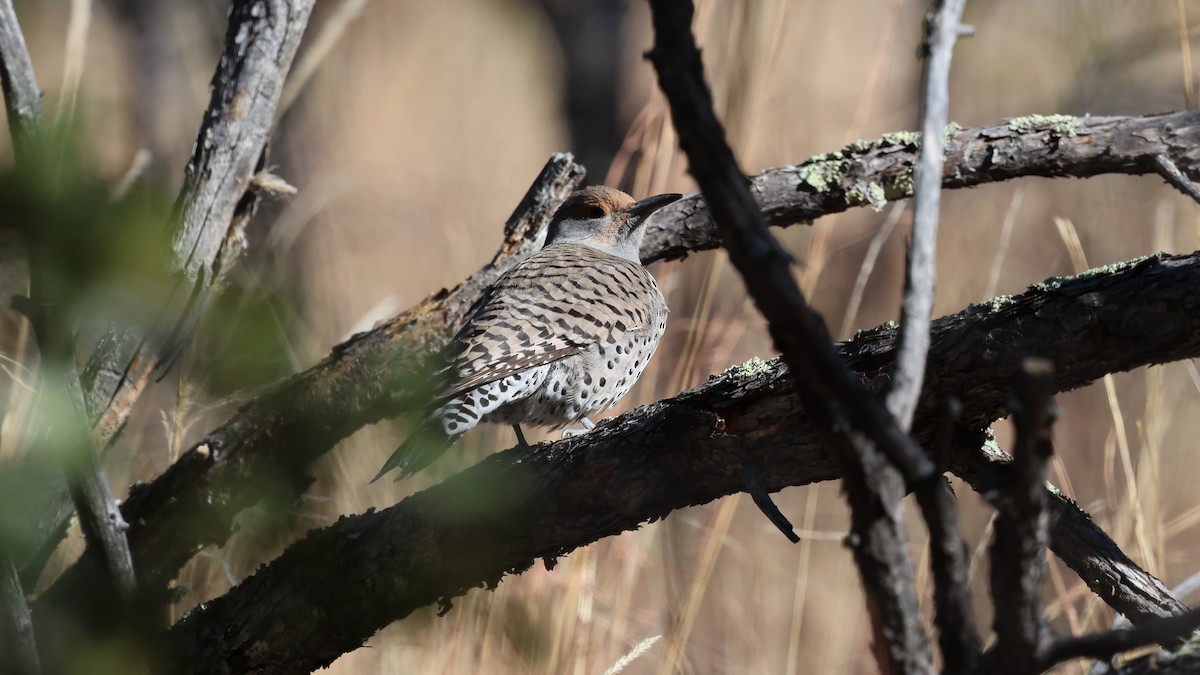 Northern Flicker - ML613415385