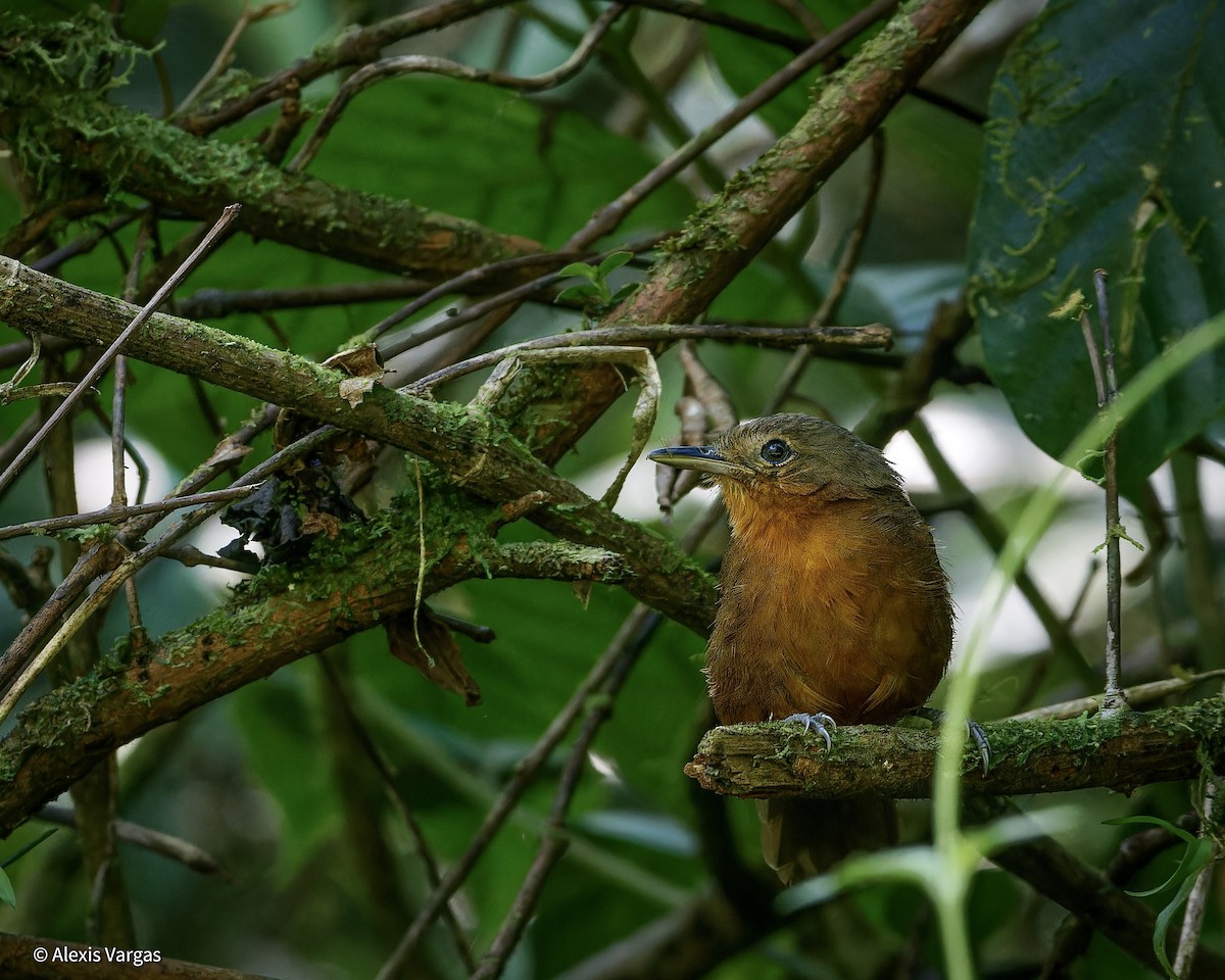 Dusky Antbird - ML613415391