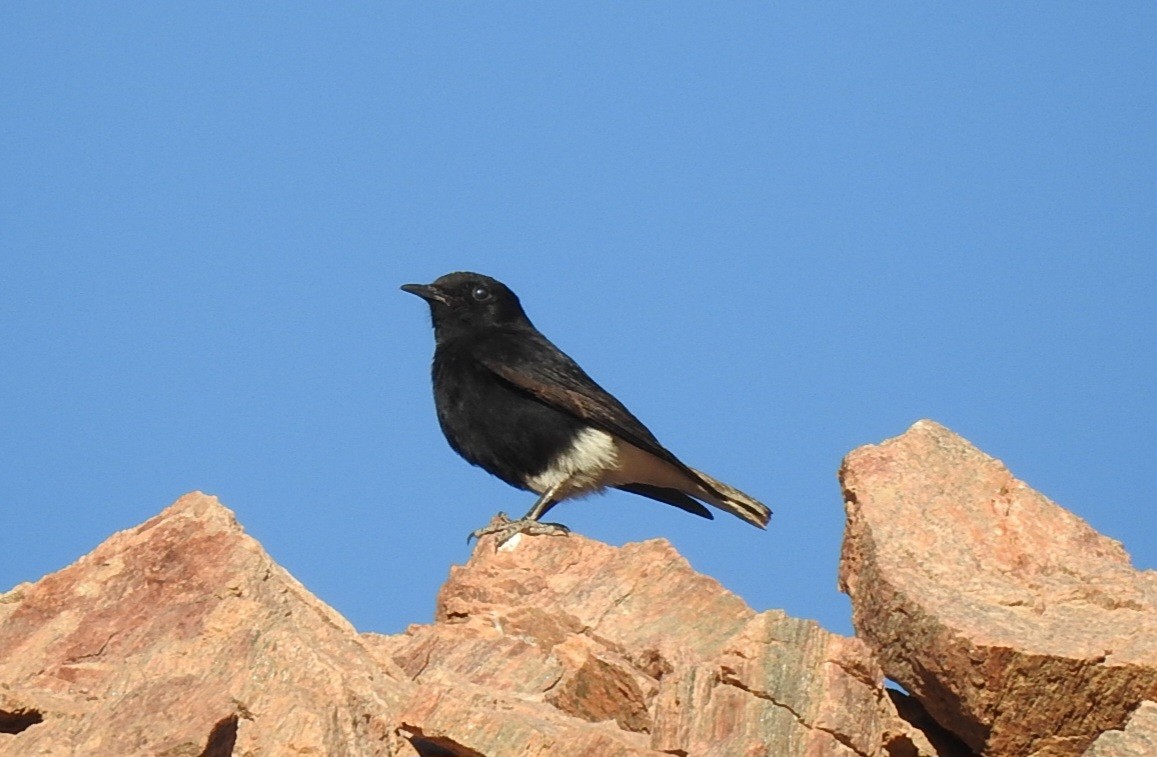 White-crowned Wheatear - ML613415412