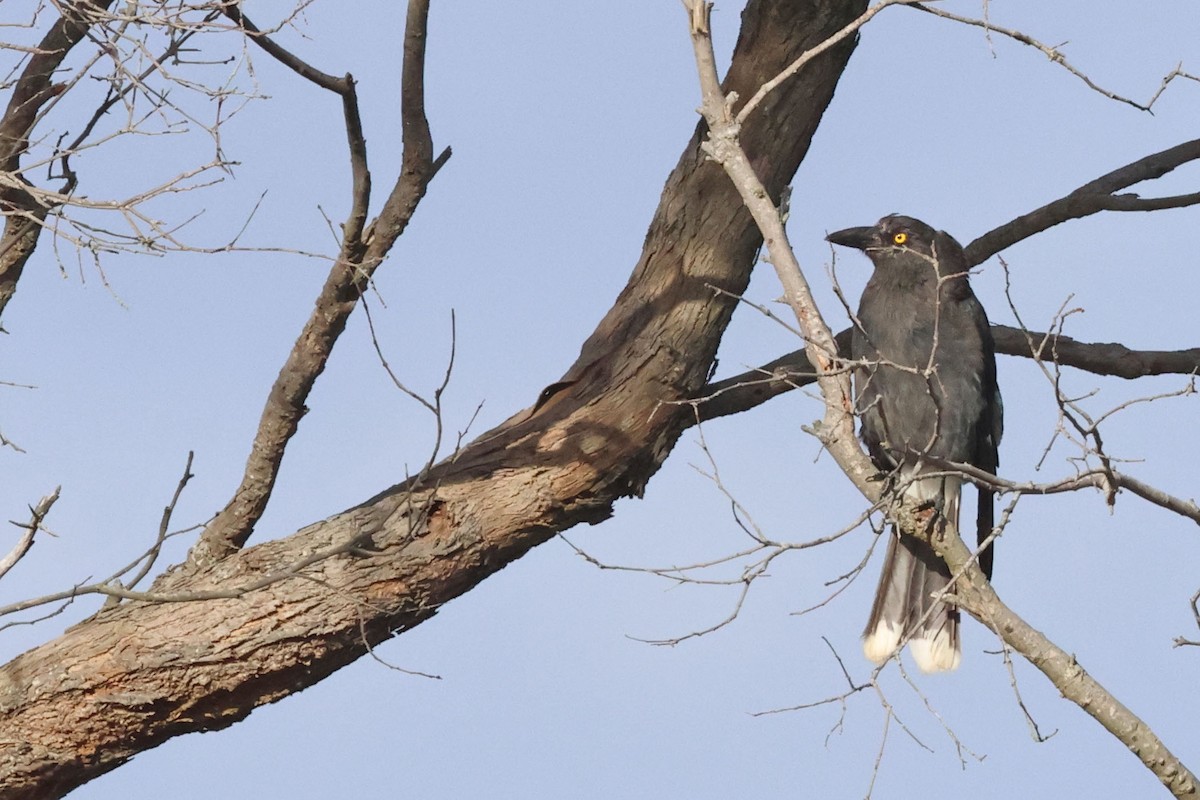 Pied Currawong - ML613415449