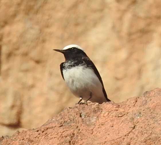 Hooded Wheatear - ML613415461