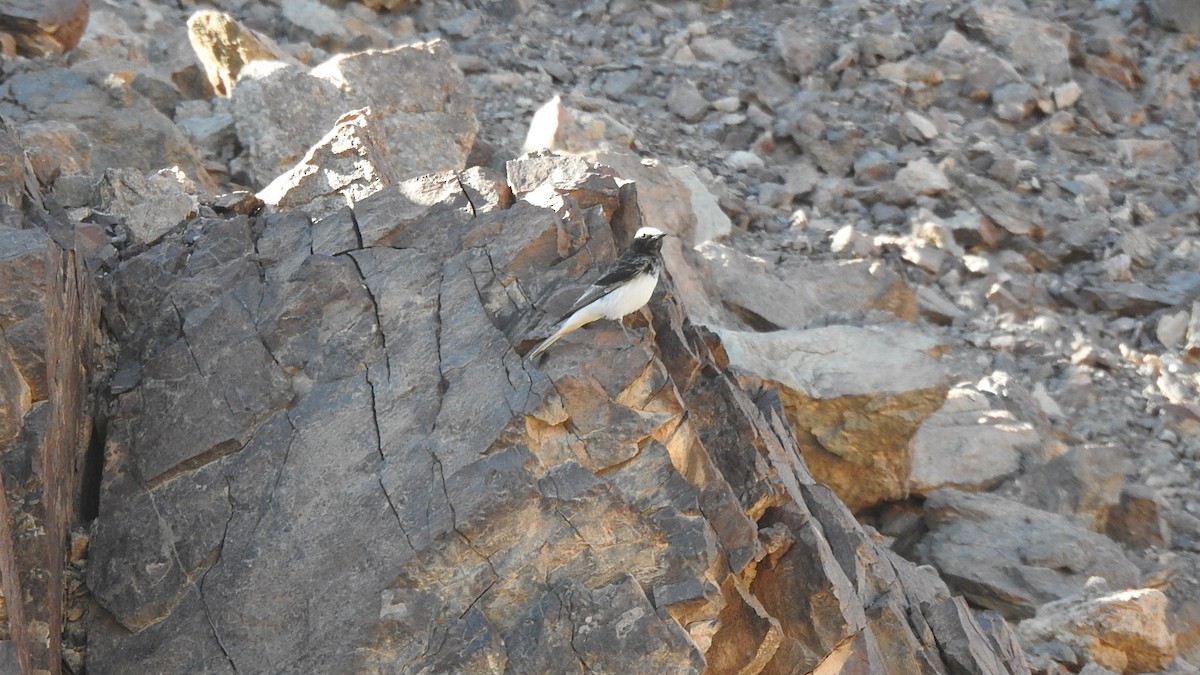 Кам’янка білогруда - ML613415463