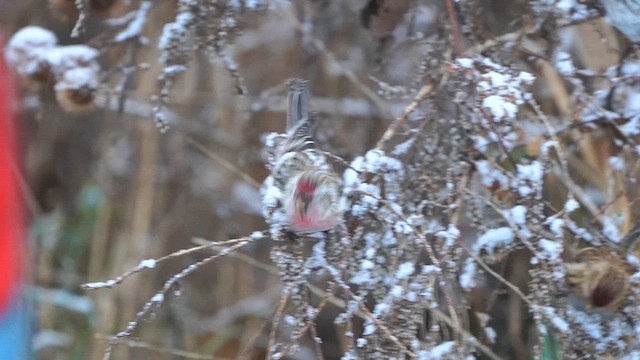 Lesser Redpoll - ML613415578