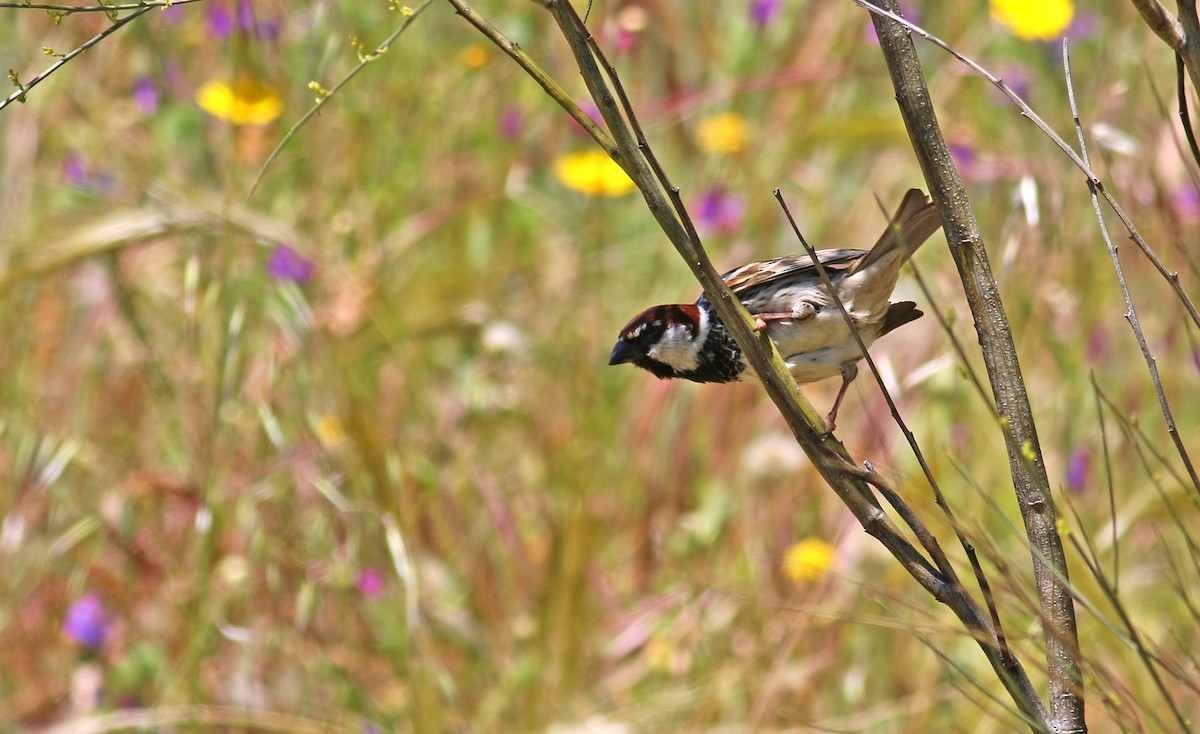 Spanish Sparrow - ML613415620