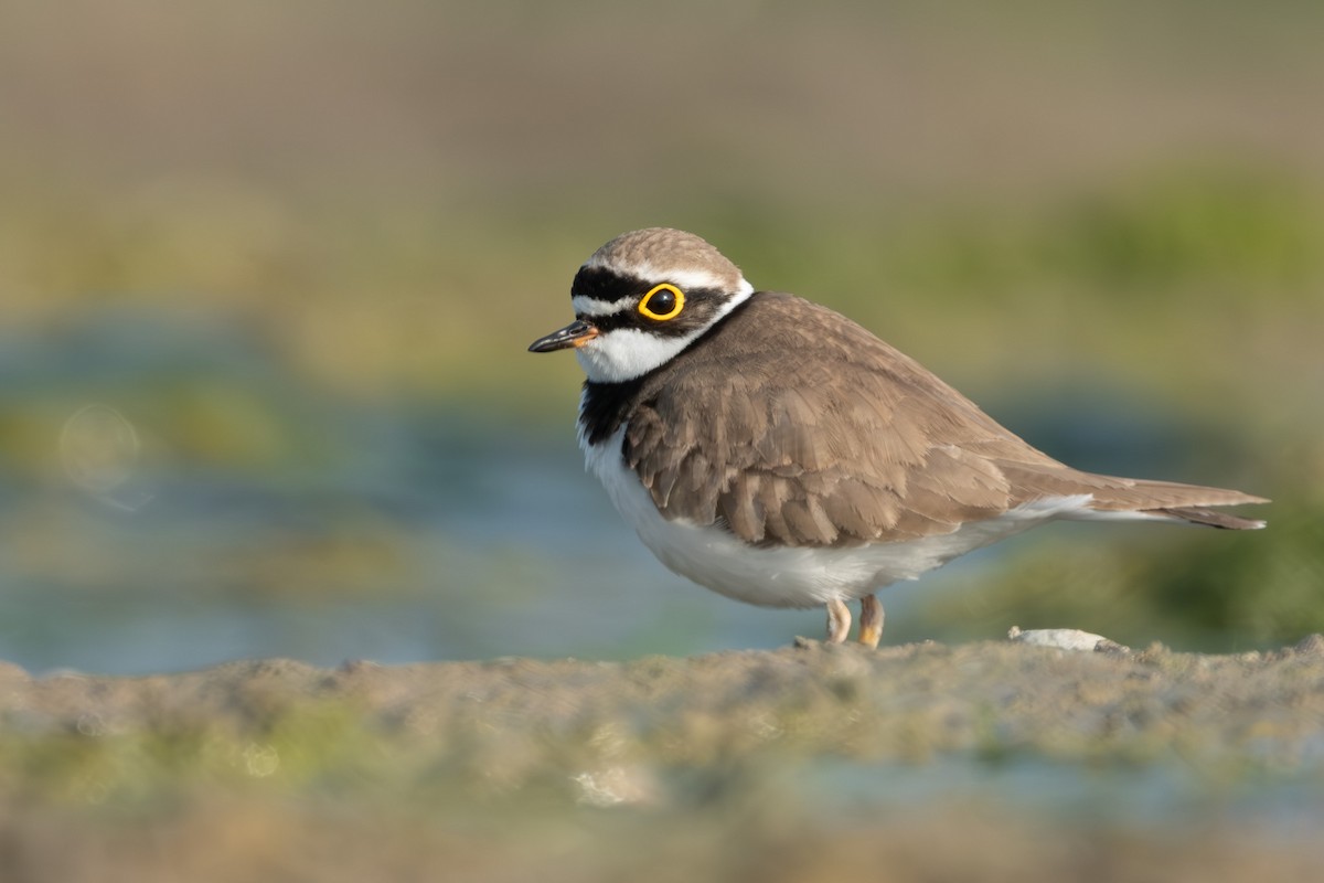 Little Ringed Plover - ML613415640