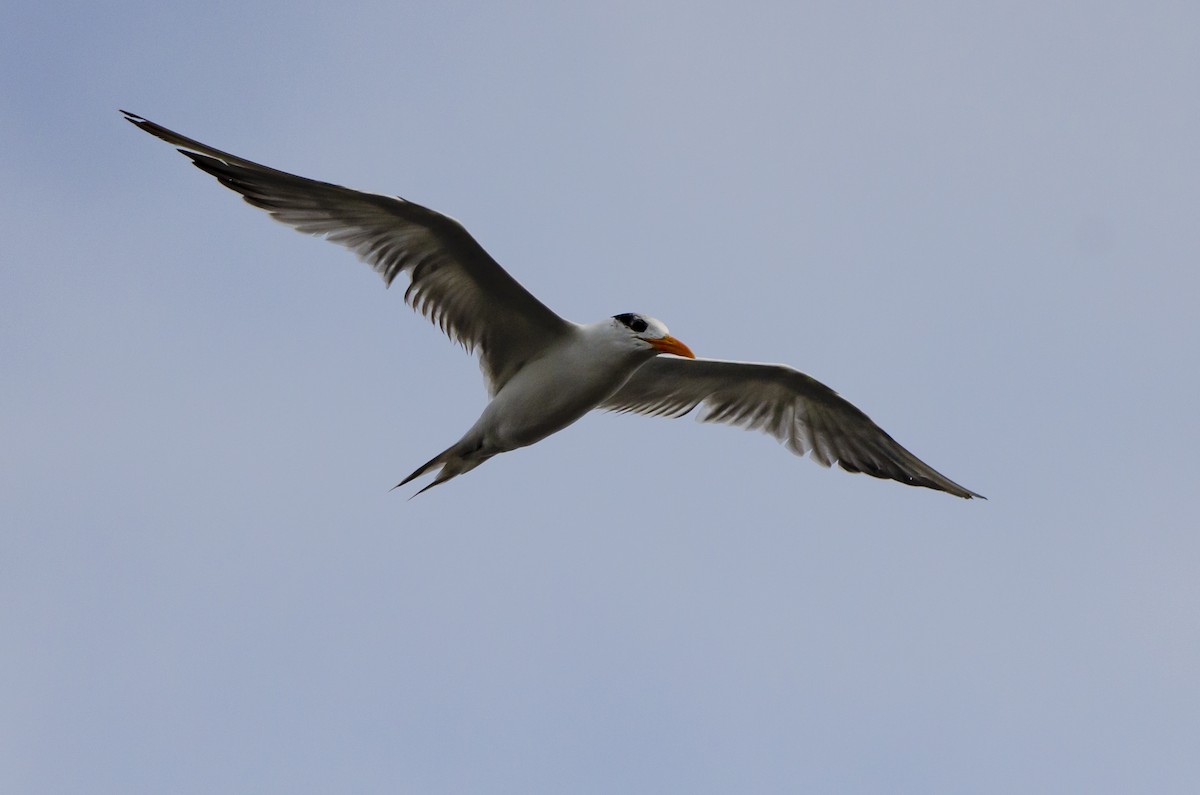 Royal Tern - ML613415644