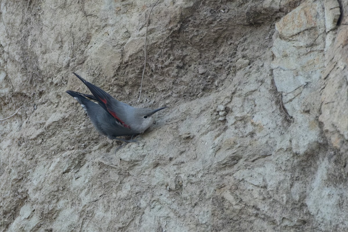 Wallcreeper - ML613415649