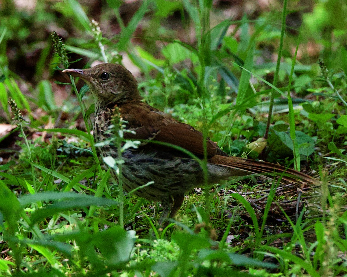 Brown Thrasher - Rob O'Donnell