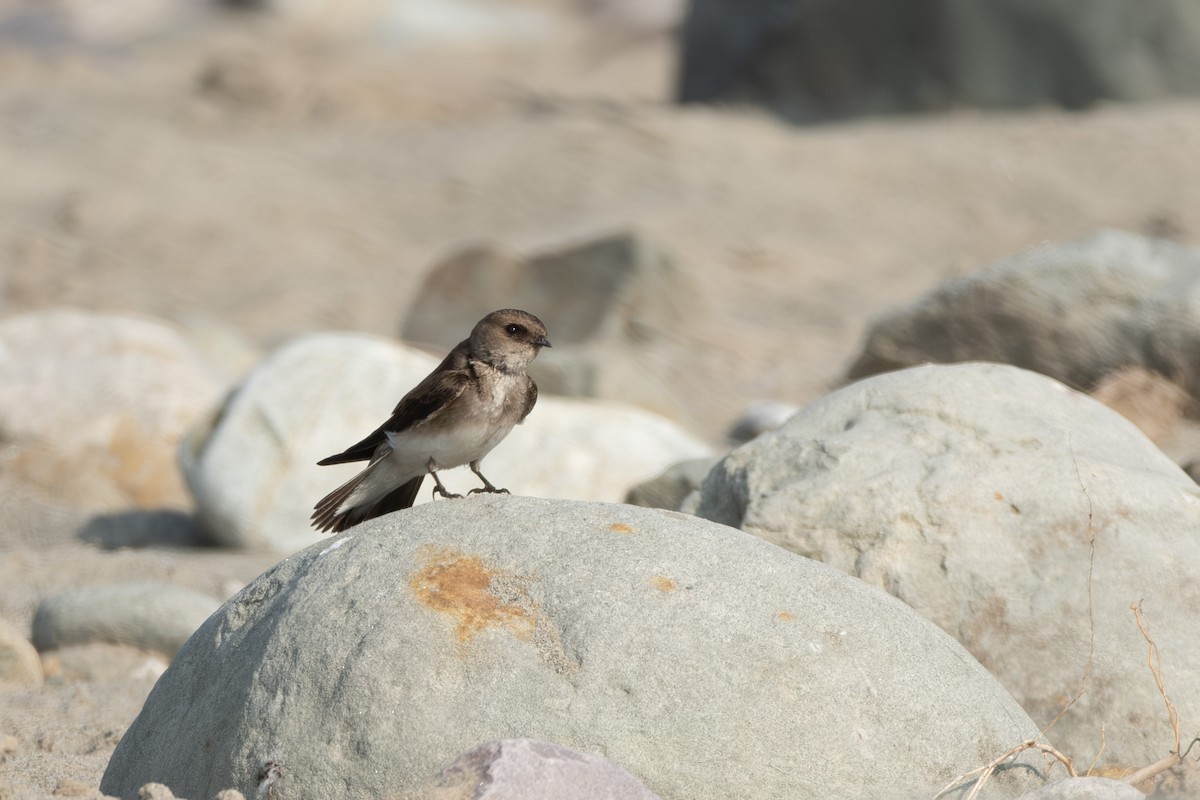 Gray-throated Martin - ML613415674