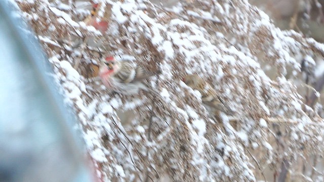 Redpoll (Common) - ML613415676