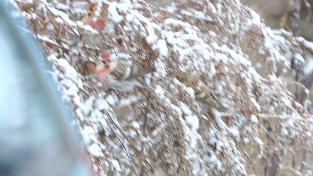 Common Redpoll - ML613415676