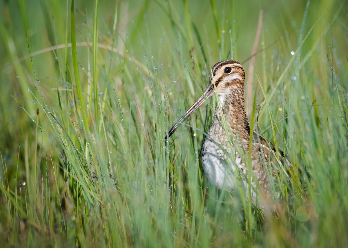 Wilson's Snipe - Logan Parker