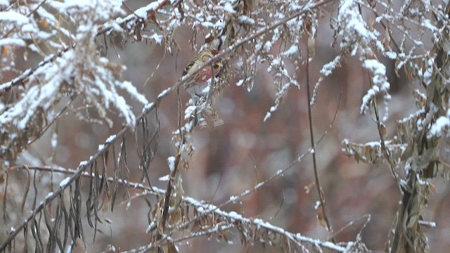 Redpoll (Common) - ML613415690