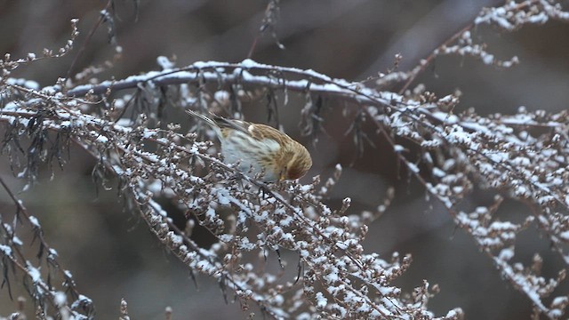 Common Redpoll - ML613415702