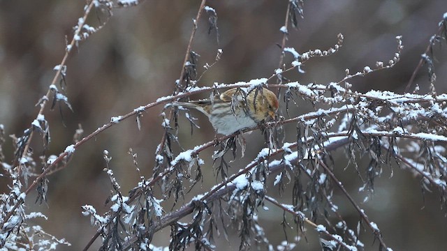 Redpoll (Common) - ML613415703