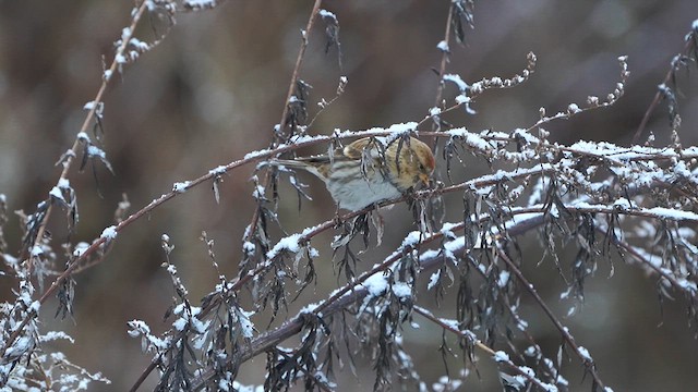 Common Redpoll - ML613415703