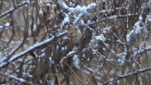 Redpoll (Common) - ML613415721