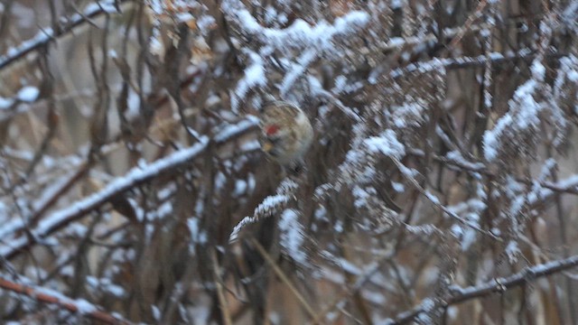 Common Redpoll - ML613415721