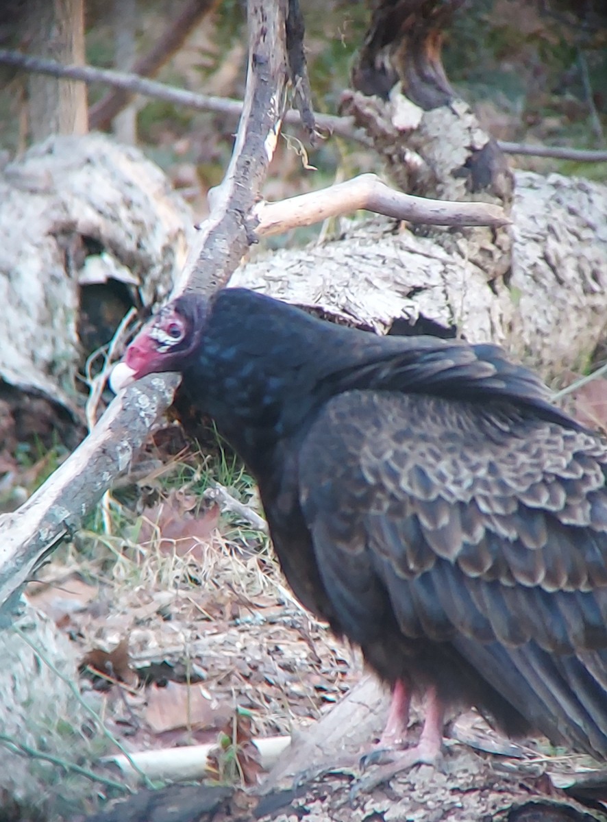 Turkey Vulture - ML613415750