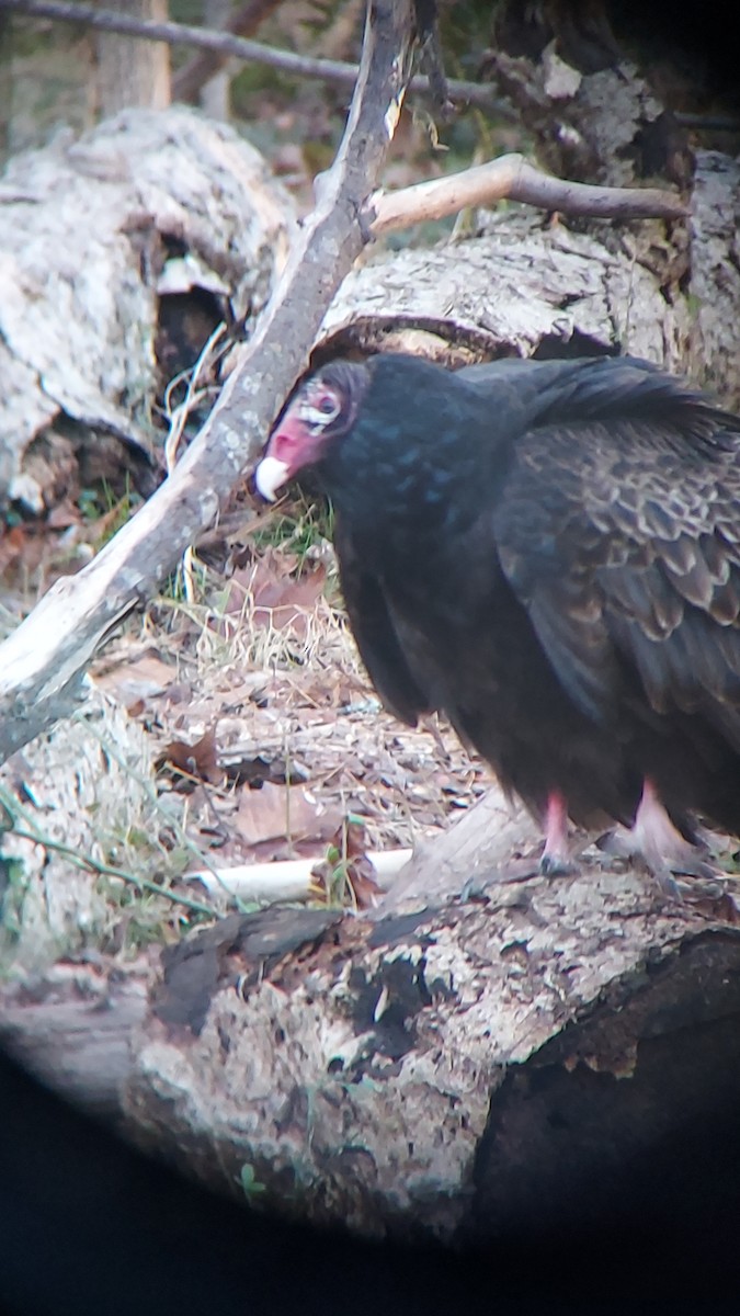 Turkey Vulture - Christopher Butterfield