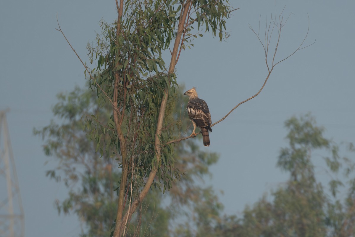 Changeable Hawk-Eagle - Taukeer Alam Lodha