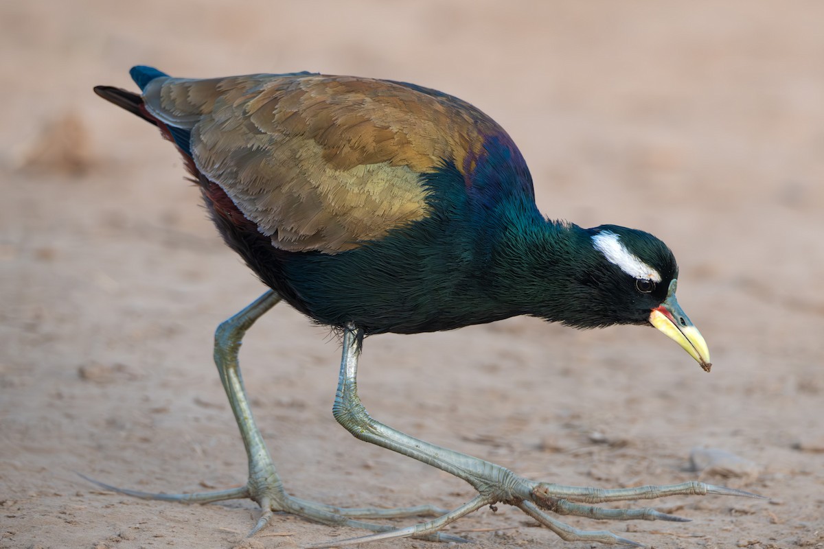Bronze-winged Jacana - ML613415759