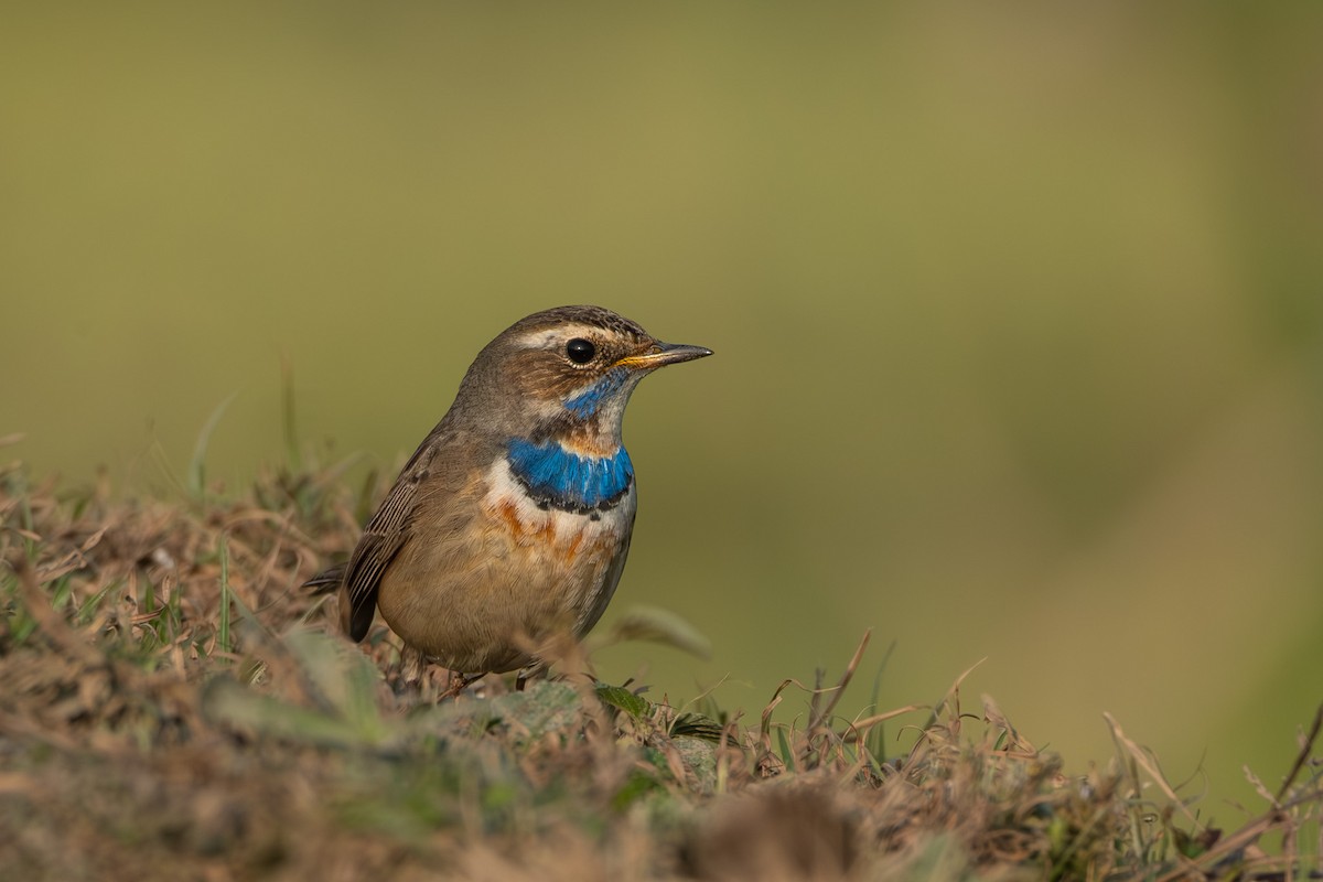 Bluethroat - ML613415770