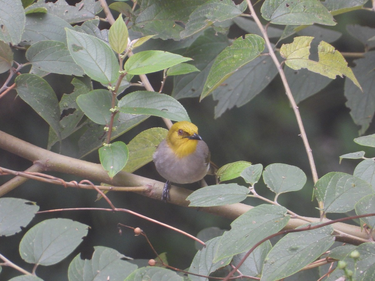 Yellow-throated Bulbul - ML613415801