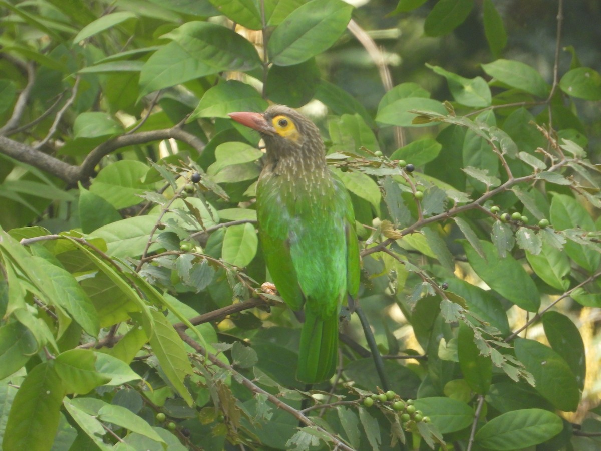 Brown-headed Barbet - ML613415805
