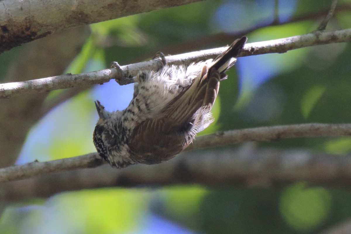 White-barred Piculet (White-barred) - Fabio Olmos