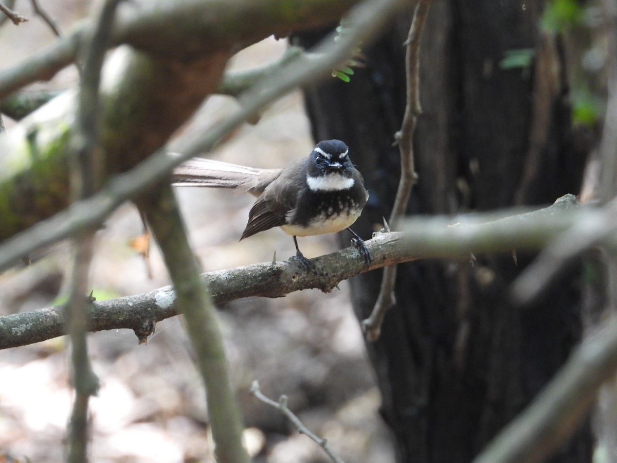 Spot-breasted Fantail - ML613415906