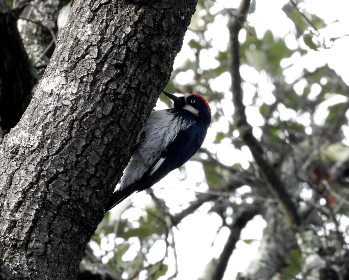 Acorn Woodpecker (Acorn) - Duncan Poole