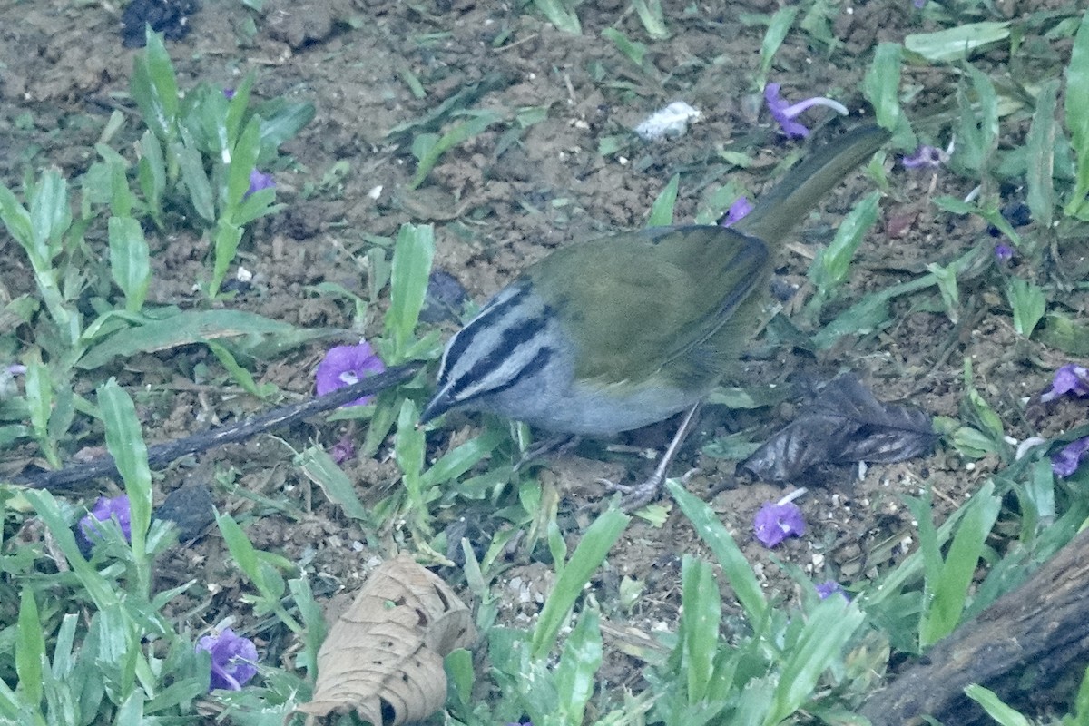 Black-striped Sparrow - ML613416001