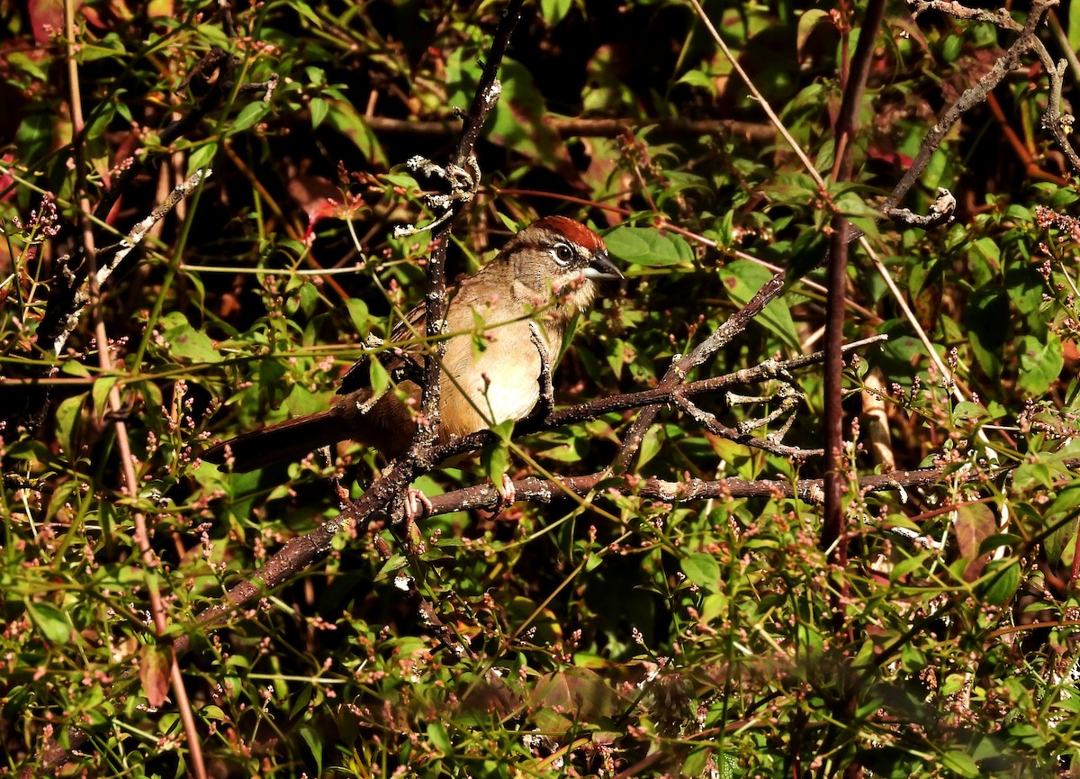 Rusty Sparrow - Duncan Poole