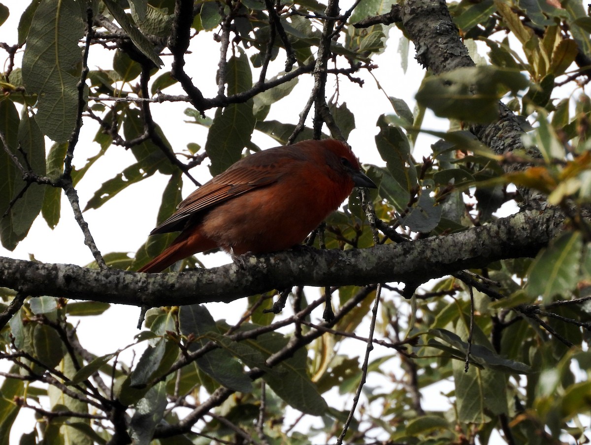 Hepatic Tanager (Northern) - Duncan Poole