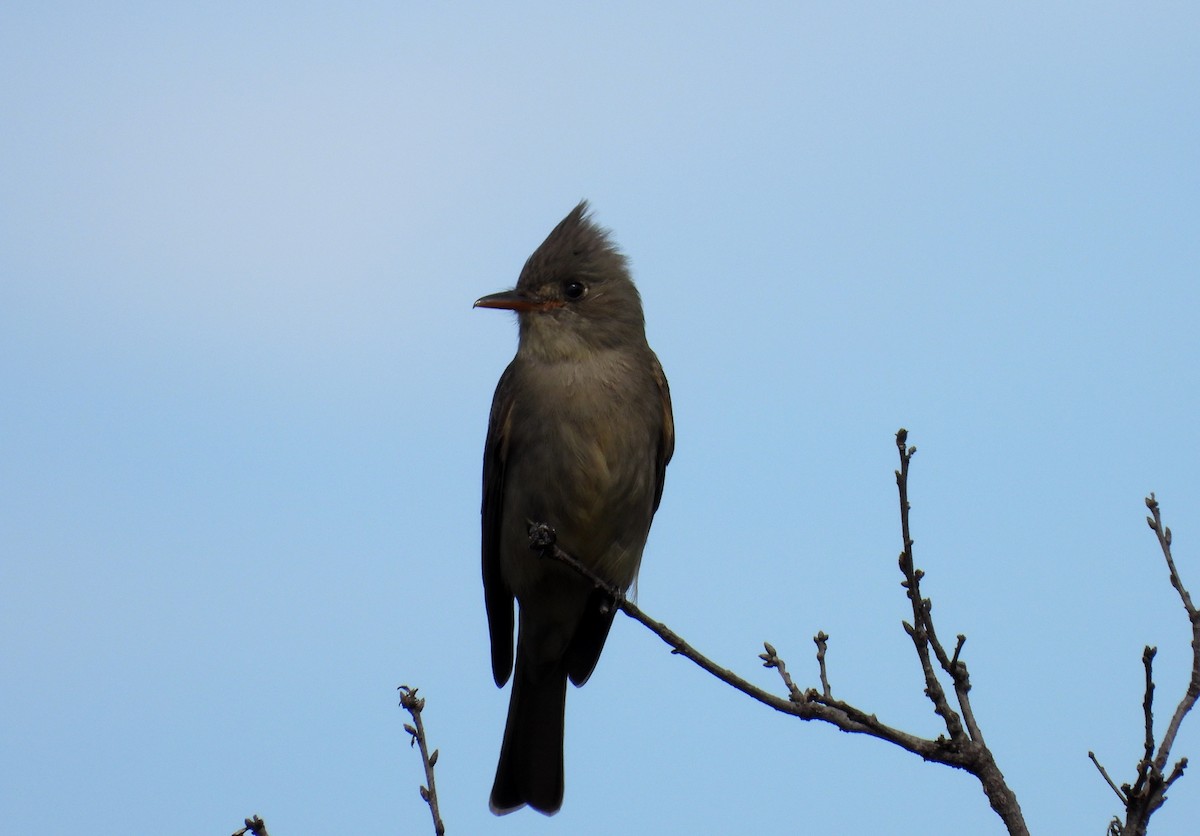 Greater Pewee (Mexican) - ML613416034