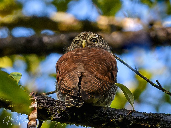 Chestnut-backed Owlet - JAYANT PHULKAR