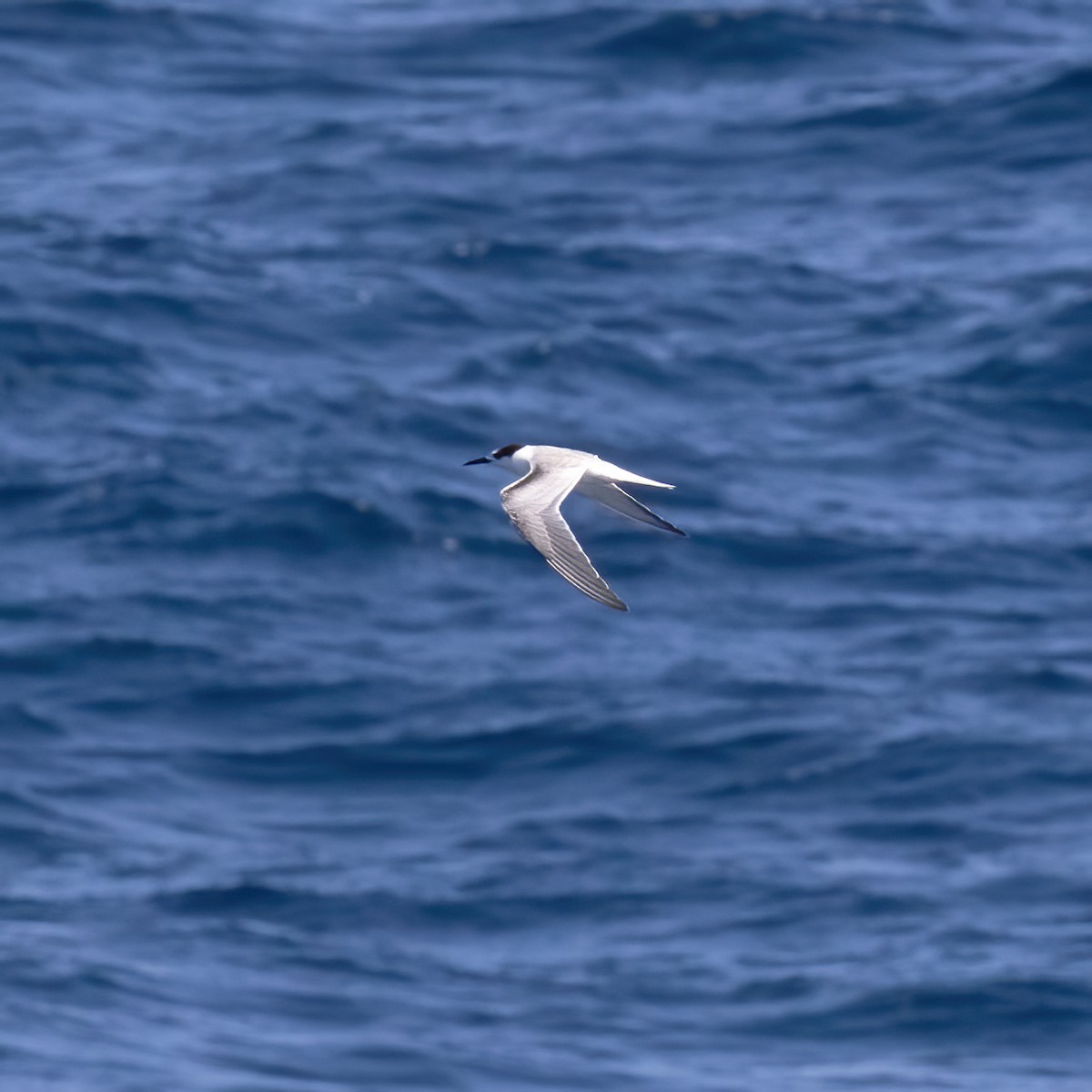 Common Tern - Gary Rosenberg