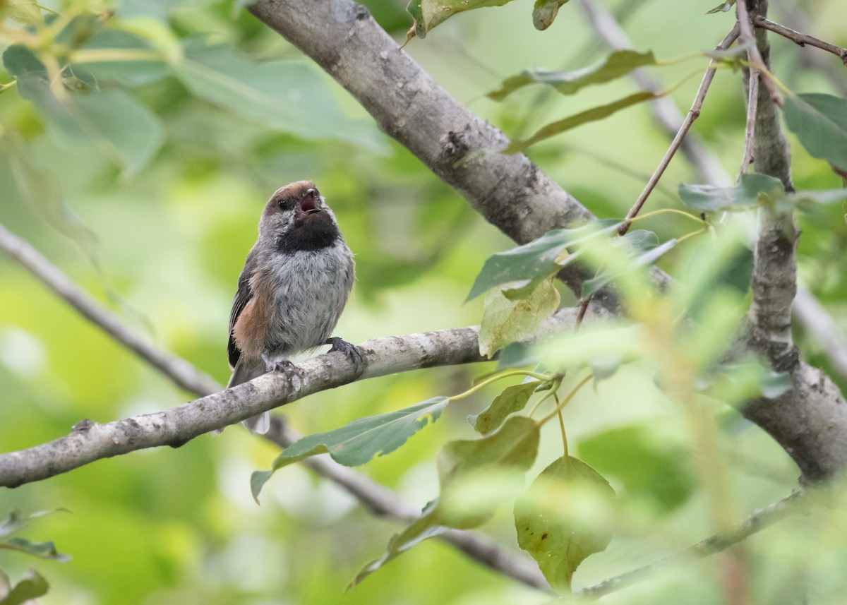 Boreal Chickadee - ML613416104