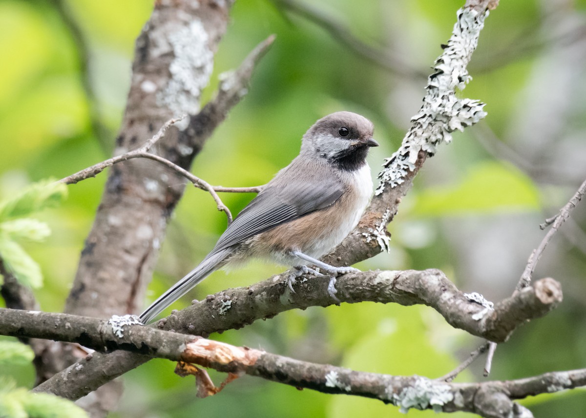 Boreal Chickadee - ML613416105