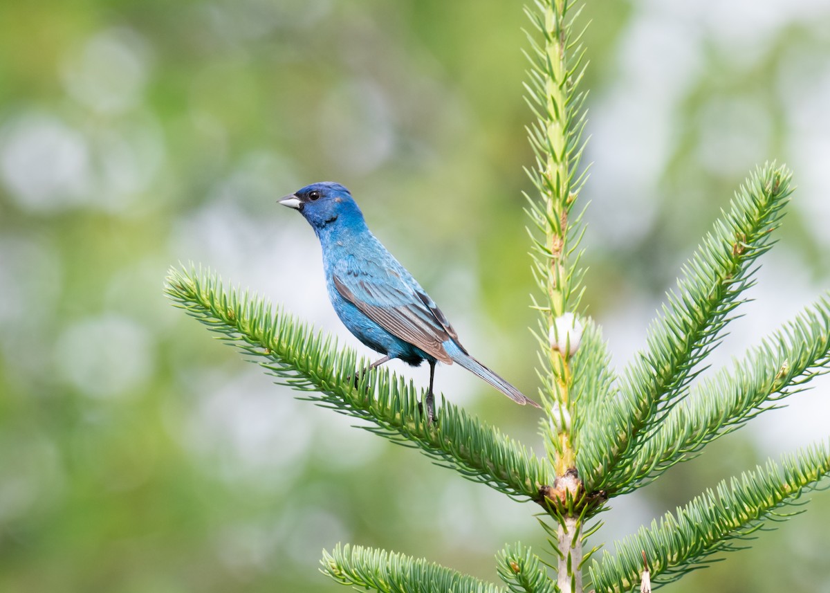 Indigo Bunting - ML613416144