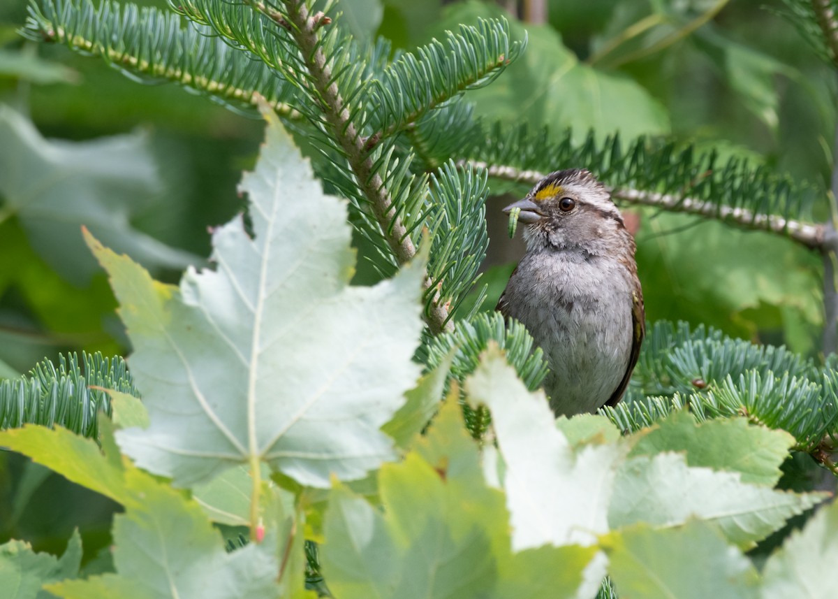 White-throated Sparrow - ML613416145