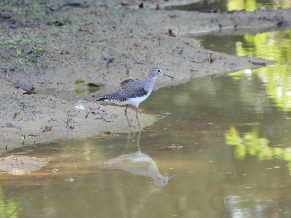 Solitary Sandpiper - ML613416266