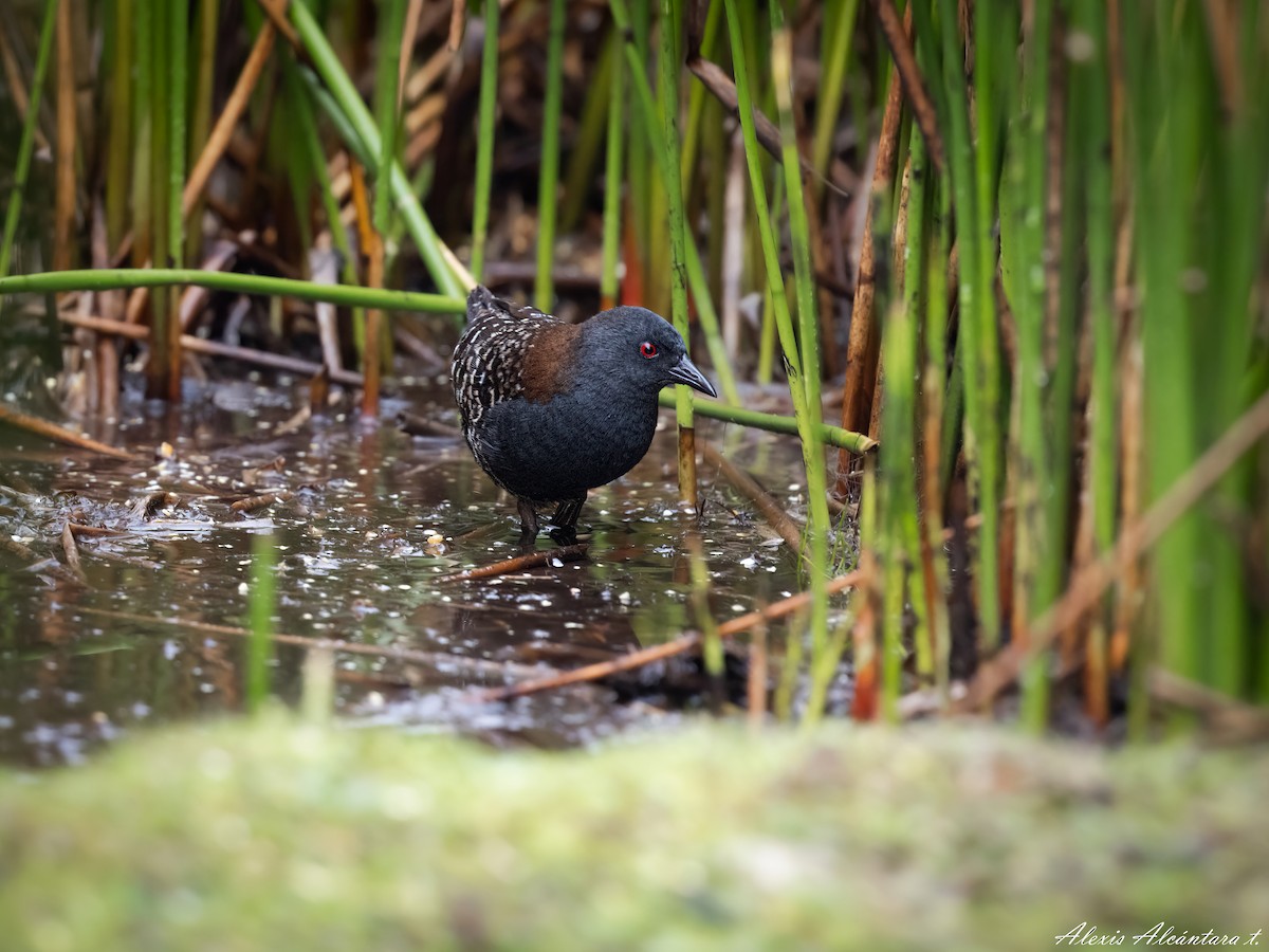 Black Rail (Junin) - ML613416282